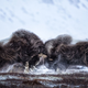 Foto: Tapio Kaisla.